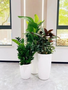 想了解宁波余姚绿化修剪？这里有你要的答案